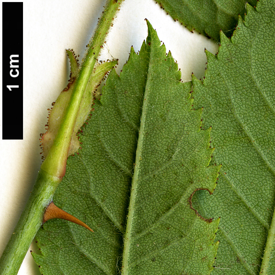 High resolution image: Family: Rosaceae - Genus: Rosa - Taxon: abietina High resolution image: Family: Rosaceae - Genus: Rosa - Taxon: abietina